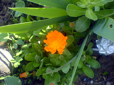 Papatyagiller ailesinden sar papatyay da andran koyu turuncu renkte `Ayn- Sefa` iei resmi. <i>(Ailesi: Asteraceae / Compositae, Tr: Calendula officinalis)</i> <br>ekim Tarihi: Nisan 2007, Yer: Sakarya, Fotoraf: islamiSanat.net