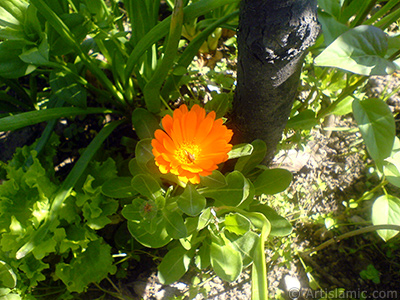 Papatyagiller ailesinden sar papatyay da andran koyu turuncu renkte `Ayn- Sefa` iei resmi. <i>(Ailesi: Asteraceae / Compositae, Tr: Calendula officinalis)</i> <br>ekim Tarihi: Nisan 2007, Yer: Sakarya, Fotoraf: islamiSanat.net