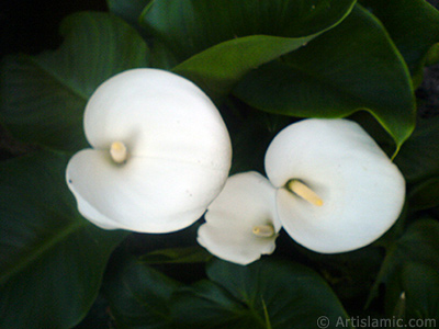 Beyaz Gelin iei -Arum Zamba- resmi. <i>(Ailesi: Araceae, Tr: Zantedeschia aethiopica, Calla aethiopica)</i> <br>ekim Tarihi: Mays 2007, Yer: Sakarya, Fotoraf: islamiSanat.net