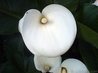 Beyaz Gelin iei -Arum Zamba- resmi. <i>(Ailesi: Araceae, Tr: Zantedeschia aethiopica, Calla aethiopica)</i> <br>ekim Tarihi: Mays 2007, Yer: Sakarya, Fotoraf: islamiSanat.net