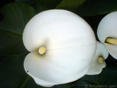 Beyaz Gelin iei -Arum Zamba- resmi. <i>(Ailesi: Araceae, Tr: Zantedeschia aethiopica, Calla aethiopica)</i> <br>ekim Tarihi: Mays 2007, Yer: Sakarya, Fotoraf: islamiSanat.net