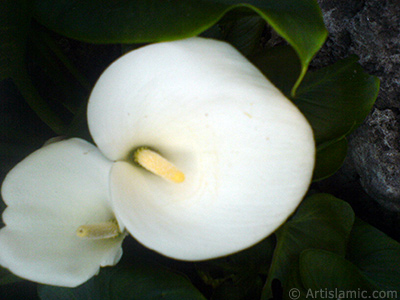 Beyaz Gelin iei -Arum Zamba- resmi. <i>(Ailesi: Araceae, Tr: Zantedeschia aethiopica, Calla aethiopica)</i> <br>ekim Tarihi: Mays 2007, Yer: Sakarya, Fotoraf: islamiSanat.net