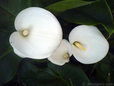 Beyaz Gelin iei -Arum Zamba- resmi. <i>(Ailesi: Araceae, Tr: Zantedeschia aethiopica, Calla aethiopica)</i> <br>ekim Tarihi: Mays 2007, Yer: Sakarya, Fotoraf: islamiSanat.net