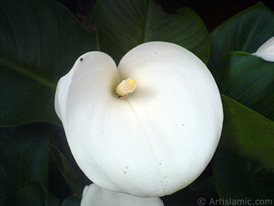 Beyaz Gelin iei -Arum Zamba- resmi. <i>(Ailesi: Araceae, Tr: Zantedeschia aethiopica, Calla aethiopica)</i> <br>ekim Tarihi: Mays 2007, Yer: Sakarya, Fotoraf: islamiSanat.net