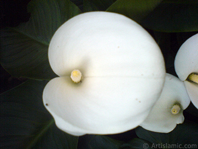 Beyaz Gelin iei -Arum Zamba- resmi. <i>(Ailesi: Araceae, Tr: Zantedeschia aethiopica, Calla aethiopica)</i> <br>ekim Tarihi: Mays 2007, Yer: Sakarya, Fotoraf: islamiSanat.net