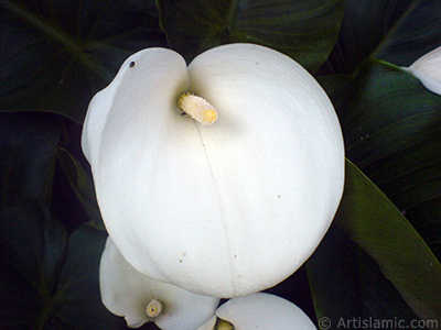 Beyaz Gelin iei -Arum Zamba- resmi. <i>(Ailesi: Araceae, Tr: Zantedeschia aethiopica, Calla aethiopica)</i> <br>ekim Tarihi: Mays 2007, Yer: Sakarya, Fotoraf: islamiSanat.net