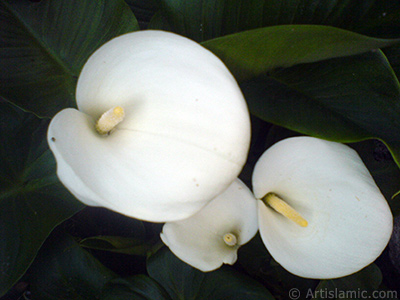 Beyaz Gelin iei -Arum Zamba- resmi. <i>(Ailesi: Araceae, Tr: Zantedeschia aethiopica, Calla aethiopica)</i> <br>ekim Tarihi: Mays 2007, Yer: Sakarya, Fotoraf: islamiSanat.net