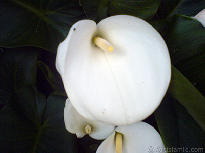 Beyaz Gelin iei -Arum Zamba- resmi. <i>(Ailesi: Araceae, Tr: Zantedeschia aethiopica, Calla aethiopica)</i> <br>ekim Tarihi: Mays 2007, Yer: Sakarya, Fotoraf: islamiSanat.net