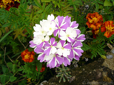 Verbena -Common Vervain- flower. <i>(Family: Verbenaceae, Species: Verbena)</i> <br>Photo Date: August 2008, Location: Turkey/Yalova-Termal, By: Artislamic.com