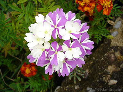 Verbena -Common Vervain- flower. <i>(Family: Verbenaceae, Species: Verbena)</i> <br>Photo Date: August 2008, Location: Turkey/Yalova-Termal, By: Artislamic.com