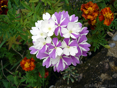 Verbena -Common Vervain- flower. <i>(Family: Verbenaceae, Species: Verbena)</i> <br>Photo Date: August 2008, Location: Turkey/Yalova-Termal, By: Artislamic.com