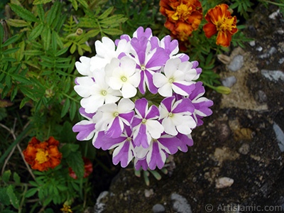 Verbena -Common Vervain- flower. <i>(Family: Verbenaceae, Species: Verbena)</i> <br>Photo Date: August 2008, Location: Turkey/Yalova-Termal, By: Artislamic.com