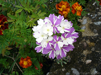 Verbena -Common Vervain- flower. <i>(Family: Verbenaceae, Species: Verbena)</i> <br>Photo Date: August 2008, Location: Turkey/Yalova-Termal, By: Artislamic.com