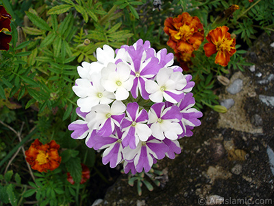 Verbena -Common Vervain- flower. <i>(Family: Verbenaceae, Species: Verbena)</i> <br>Photo Date: August 2008, Location: Turkey/Yalova-Termal, By: Artislamic.com