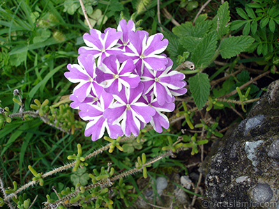 Yer minesi iei resmi. <i>(Ailesi: Verbenaceae, Tr: Verbena)</i> <br>ekim Tarihi: Austos 2008, Yer: Yalova-Termal, Fotoraf: islamiSanat.net