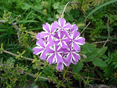 Verbena -Common Vervain- flower. <i>(Family: Verbenaceae, Species: Verbena)</i> <br>Photo Date: August 2008, Location: Turkey/Yalova-Termal, By: Artislamic.com