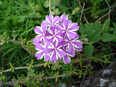 Yer minesi iei resmi. <i>(Ailesi: Verbenaceae, Tr: Verbena)</i> <br>ekim Tarihi: Austos 2008, Yer: Yalova-Termal, Fotoraf: islamiSanat.net