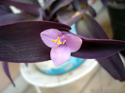 Mor iekli ve mor yaprakl Telgraf iei resmi. <i>(Ailesi: Commelinaceae, Tr: Tradescantia pallida, Setcreasea pallida)</i> <br>ekim Tarihi: Mays 2008, Yer: stanbul-Annemin iekleri, Fotoraf: islamiSanat.net