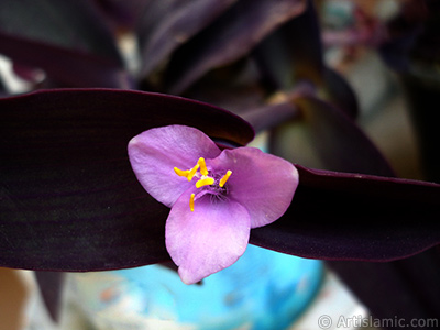 Mor iekli ve mor yaprakl Telgraf iei resmi. <i>(Ailesi: Commelinaceae, Tr: Tradescantia pallida, Setcreasea pallida)</i> <br>ekim Tarihi: Mays 2008, Yer: stanbul-Annemin iekleri, Fotoraf: islamiSanat.net