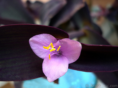 Mor iekli ve mor yaprakl Telgraf iei resmi. <i>(Ailesi: Commelinaceae, Tr: Tradescantia pallida, Setcreasea pallida)</i> <br>ekim Tarihi: Mays 2008, Yer: stanbul-Annemin iekleri, Fotoraf: islamiSanat.net