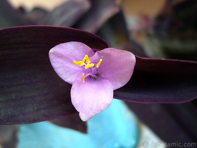 Purple Heart -Purple Queen- flower. <i>(Family: Commelinaceae, Species: Tradescantia pallida, Setcreasea pallida)</i> <br>Photo Date: May 2008, Location: Turkey/Istanbul-Mother`s Flowers, By: Artislamic.com