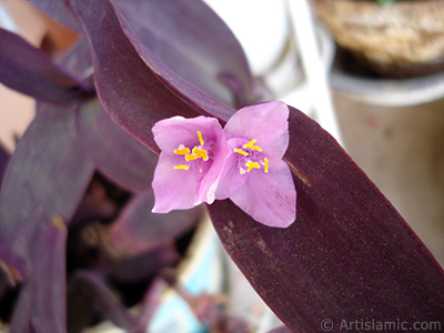 Mor iekli ve mor yaprakl Telgraf iei resmi. <i>(Ailesi: Commelinaceae, Tr: Tradescantia pallida, Setcreasea pallida)</i> <br>ekim Tarihi: Mays 2008, Yer: stanbul-Annemin iekleri, Fotoraf: islamiSanat.net