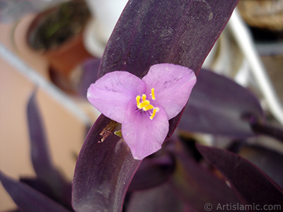 Mor iekli ve mor yaprakl Telgraf iei resmi. <i>(Ailesi: Commelinaceae, Tr: Tradescantia pallida, Setcreasea pallida)</i> <br>ekim Tarihi: Mays 2008, Yer: stanbul-Annemin iekleri, Fotoraf: islamiSanat.net