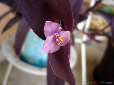 Mor iekli ve mor yaprakl Telgraf iei resmi. <i>(Ailesi: Commelinaceae, Tr: Tradescantia pallida, Setcreasea pallida)</i> <br>ekim Tarihi: Mays 2008, Yer: stanbul-Annemin iekleri, Fotoraf: islamiSanat.net