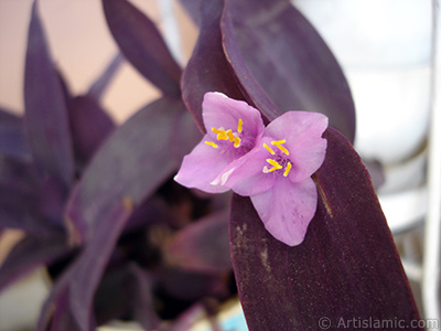 Mor iekli ve mor yaprakl Telgraf iei resmi. <i>(Ailesi: Commelinaceae, Tr: Tradescantia pallida, Setcreasea pallida)</i> <br>ekim Tarihi: Mays 2008, Yer: stanbul-Annemin iekleri, Fotoraf: islamiSanat.net