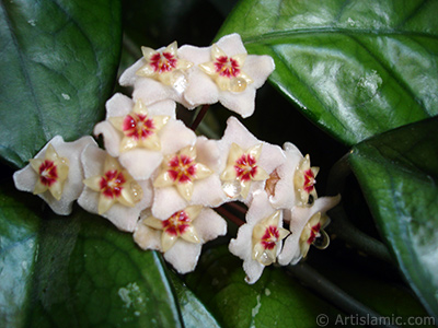 Wax Plant flower. <i>(Family: Asclepiadaceae, Species: Hoya carnosa)</i> <br>Photo Date: July 2010, Location: Turkey/Istanbul-Mother`s Flowers, By: Artislamic.com