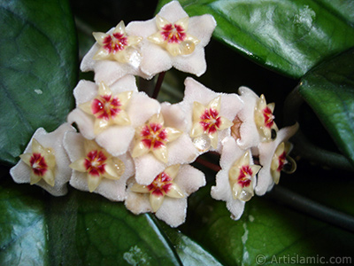 Wax Plant flower. <i>(Family: Asclepiadaceae, Species: Hoya carnosa)</i> <br>Photo Date: July 2010, Location: Turkey/Istanbul-Mother`s Flowers, By: Artislamic.com