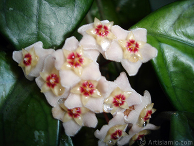 Mum iei resmi. <i>(Ailesi: Asclepiadaceae, Tr: Hoya carnosa)</i> <br>ekim Tarihi: Temmuz 2010, Yer: stanbul-Annemin iekleri, Fotoraf: islamiSanat.net