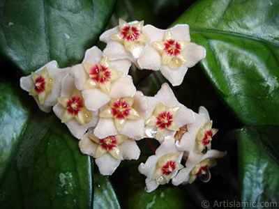 Wax Plant flower. <i>(Family: Asclepiadaceae, Species: Hoya carnosa)</i> <br>Photo Date: July 2010, Location: Turkey/Istanbul-Mother`s Flowers, By: Artislamic.com