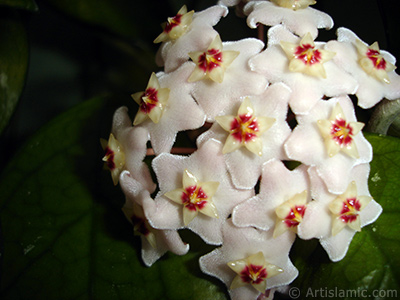 Wax Plant flower. <i>(Family: Asclepiadaceae, Species: Hoya carnosa)</i> <br>Photo Date: July 2010, Location: Turkey/Istanbul-Mother`s Flowers, By: Artislamic.com