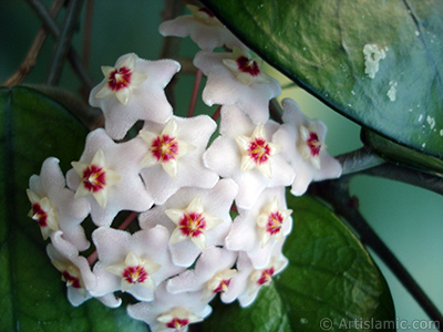 Mum iei resmi. <i>(Ailesi: Asclepiadaceae, Tr: Hoya carnosa)</i> <br>ekim Tarihi: Temmuz 2010, Yer: stanbul-Annemin iekleri, Fotoraf: islamiSanat.net