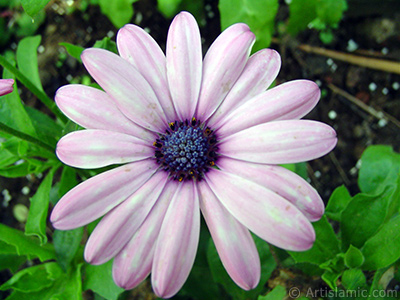 Papatyagillerden, pembe yaprakl, mavi gbekli Bodrum Papatyas -Afrika Papatyas- iei resmi. <i>(Ailesi: Asteraceae, Tr: Osteospermum fruticosum, Dimorphotheca fruticosa)</i> <br>ekim Tarihi: Haziran 2005, Yer: Trabzon, Fotoraf: islamiSanat.net