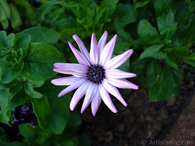 Papatyagillerden, pembe yaprakl, mavi gbekli Bodrum Papatyas -Afrika Papatyas- iei resmi. <i>(Ailesi: Asteraceae, Tr: Osteospermum fruticosum, Dimorphotheca fruticosa)</i> <br>ekim Tarihi: Temmuz 2005, Yer: Trabzon, Fotoraf: islamiSanat.net