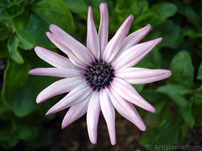 Papatyagillerden, pembe yaprakl, mavi gbekli Bodrum Papatyas -Afrika Papatyas- iei resmi. <i>(Ailesi: Asteraceae, Tr: Osteospermum fruticosum, Dimorphotheca fruticosa)</i> <br>ekim Tarihi: Temmuz 2005, Yer: Trabzon, Fotoraf: islamiSanat.net