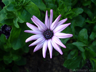 Papatyagillerden, pembe yaprakl, mavi gbekli Bodrum Papatyas -Afrika Papatyas- iei resmi. <i>(Ailesi: Asteraceae, Tr: Osteospermum fruticosum, Dimorphotheca fruticosa)</i> <br>ekim Tarihi: Temmuz 2005, Yer: Trabzon, Fotoraf: islamiSanat.net