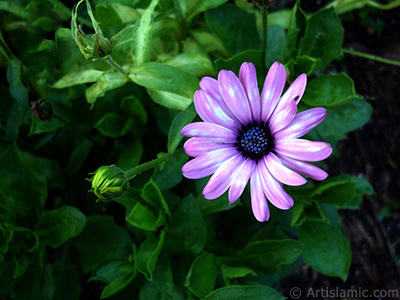 Papatyagillerden, pembe yaprakl, mavi gbekli Bodrum Papatyas -Afrika Papatyas- iei resmi. <i>(Ailesi: Asteraceae, Tr: Osteospermum fruticosum, Dimorphotheca fruticosa)</i> <br>ekim Tarihi: Temmuz 2005, Yer: Trabzon, Fotoraf: islamiSanat.net