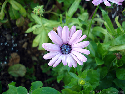 Papatyagillerden, pembe yaprakl, mavi gbekli Bodrum Papatyas -Afrika Papatyas- iei resmi. <i>(Ailesi: Asteraceae, Tr: Osteospermum fruticosum, Dimorphotheca fruticosa)</i> <br>ekim Tarihi: Temmuz 2005, Yer: Trabzon, Fotoraf: islamiSanat.net