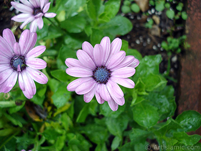 Papatyagillerden, pembe yaprakl, mavi gbekli Bodrum Papatyas -Afrika Papatyas- iei resmi. <i>(Ailesi: Asteraceae, Tr: Osteospermum fruticosum, Dimorphotheca fruticosa)</i> <br>ekim Tarihi: Temmuz 2005, Yer: Trabzon, Fotoraf: islamiSanat.net