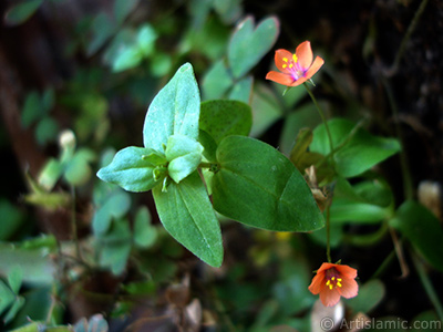 Shamrock -Wood Sorrel- flower. <i>(Family: Oxalidaceae, Species: Oxalis)</i> <br>Photo Date: June 2006, Location: Turkey/Istanbul-Mother`s Flowers, By: Artislamic.com