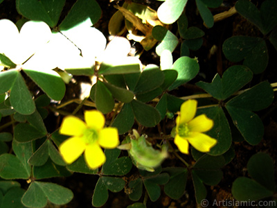 Shamrock -Wood Sorrel- flower. <i>(Family: Oxalidaceae, Species: Oxalis)</i> <br>Photo Date: July 2006, Location: Turkey/Istanbul-Mother`s Flowers, By: Artislamic.com