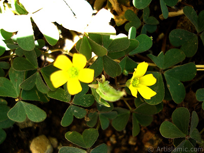 Shamrock -Wood Sorrel- flower. <i>(Family: Oxalidaceae, Species: Oxalis)</i> <br>Photo Date: July 2006, Location: Turkey/Istanbul-Mother`s Flowers, By: Artislamic.com