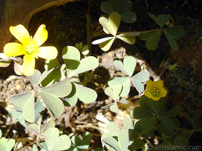 Shamrock -Wood Sorrel- flower. <i>(Family: Oxalidaceae, Species: Oxalis)</i> <br>Photo Date: August 2006, Location: Turkey/Istanbul-Mother`s Flowers, By: Artislamic.com