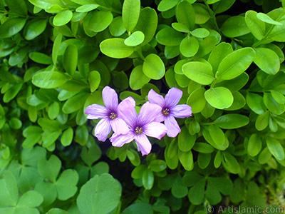 Shamrock -Wood Sorrel- flower. <i>(Family: Oxalidaceae, Species: Oxalis)</i> <br>Photo Date: May 2007, Location: Turkey/Sakarya, By: Artislamic.com