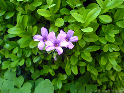Shamrock -Wood Sorrel- flower. <i>(Family: Oxalidaceae, Species: Oxalis)</i> <br>Photo Date: May 2007, Location: Turkey/Sakarya, By: Artislamic.com
