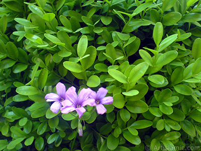 Shamrock -Wood Sorrel- flower. <i>(Family: Oxalidaceae, Species: Oxalis)</i> <br>Photo Date: May 2007, Location: Turkey/Sakarya, By: Artislamic.com