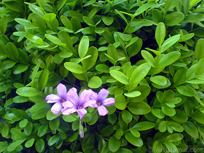 Ss yoncas iei resmi. <i>(Ailesi: Oxalidaceae, Tr: Oxalis)</i> <br>ekim Tarihi: Mays 2007, Yer: Sakarya, Fotoraf: islamiSanat.net